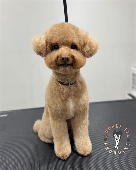 Brooke Lea Grooming | Leicester