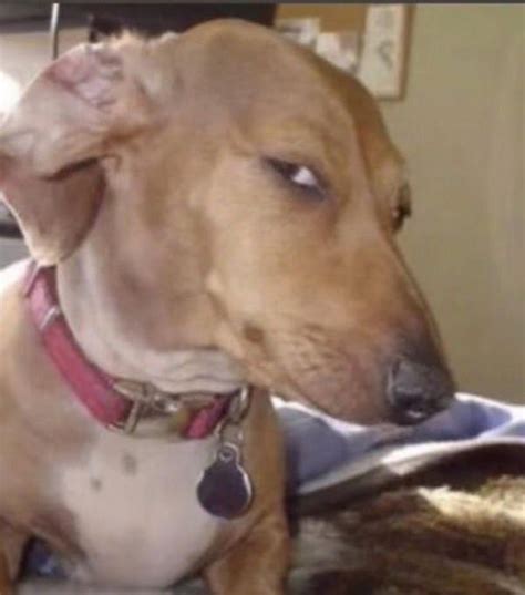 sus dog flip side eye dog chad image roblox image ids funny face