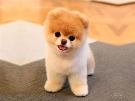 Meet Boo: The World's Cutest Teacup Pomeranian