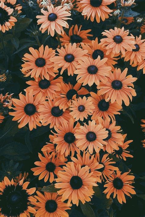 flower cute aesthetic wallpapers wallpaper cave