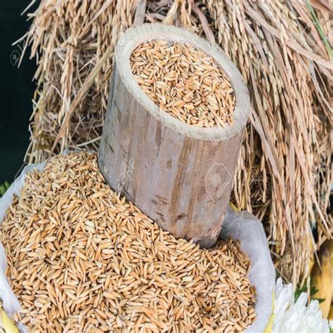 5 endangered traditional rice varieties in Tamil Nadu | தமிழகத்தில்