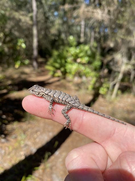Eastern Fence Lizard found in Georgia : r/herpetology