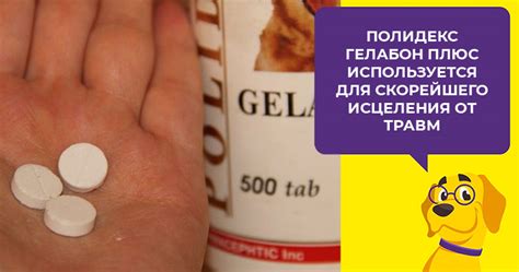 Фитокальцевит для собак: инструкция, состав, отзывы