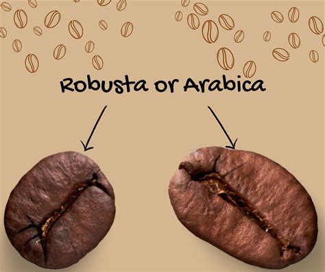 A Tale of Two Beans: Robusta vs Arabica - Exploring Flavor, Caffeine