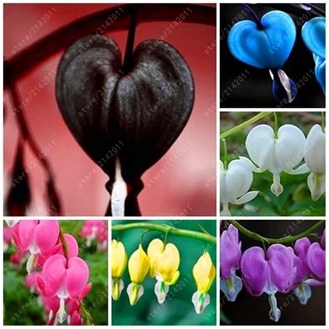 annies home: Bleeding Heart Plant