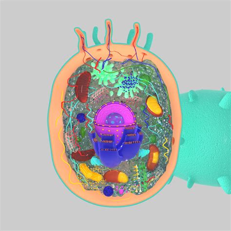 Animal Cell 3D Model $20 - .max .obj - Free3D