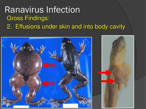 Death In The Clouds Ranavirus Associated Mortality In 9