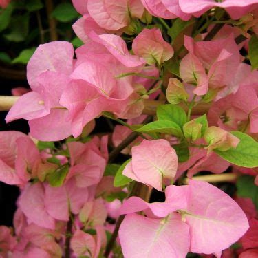 Купить семена Бугенвиллия или Бумажный цветок Bougainvillea Donya в ...