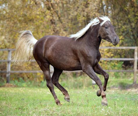 Palomino Rocky Mountain Horse