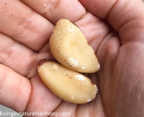 Brazil Nuts How Many To Eat A Day at Rachel Vance blog