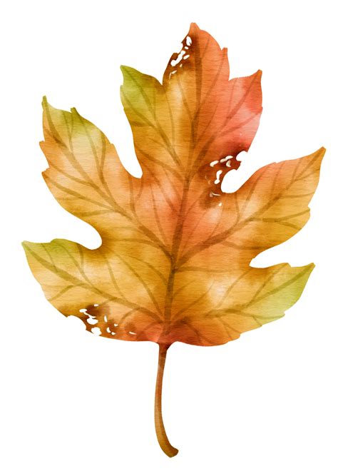 Autumn red Leaf watercolor style for Decorative Element 9785289 PNG