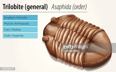 trilobite fossil royalty  vector stock freeimages