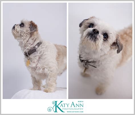 Boo :: the Dog | New Jersey Pet Photographer | Katy Ann Photography