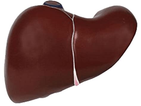 Knoblauch-Kapseln Test & Vergleich » Top 14 im Februar 2026