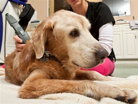 Laser Treatment for Dogs | Pasco Pet Laser Therapy