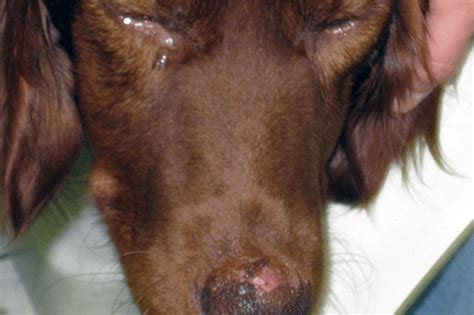 Fotos de perros con leishmaniasis para saber si tiene la enfermedad ...