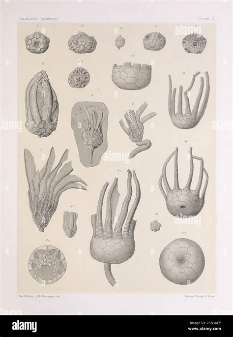 The North American Crinoidea, Camerata, Cambridge, U.S.A, 1897, North