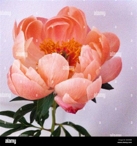 Fleur de pivoine corail Photo Stock - Alamy