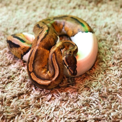 royal pythons jensens reptiles