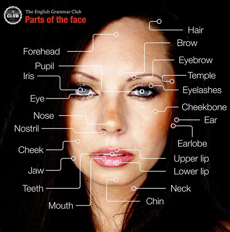 parts   face  face parts names  pictures  parts