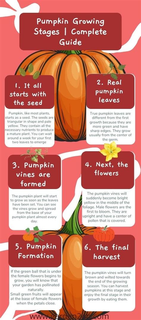 Pumpkin Growing Stages (Complete Guide) | Growing pumpkins, Planting ...