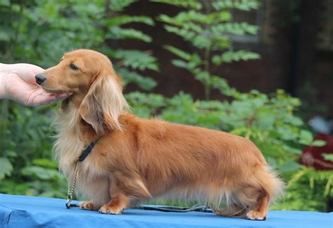 Dachshund (Miniature Long-Haired) Breeders and puppies for sale