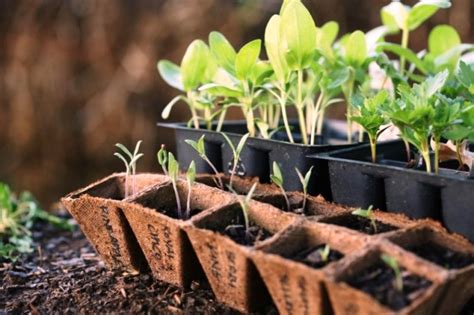 Посадочные дни в марте 2025 года: сроки, таблица посева