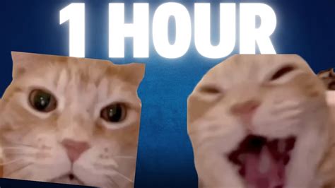 cat laughing meme  hour youtube