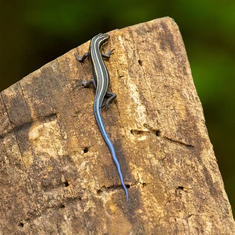 American Five-Lined Skink — Wheeler Wildlife Refuge Association