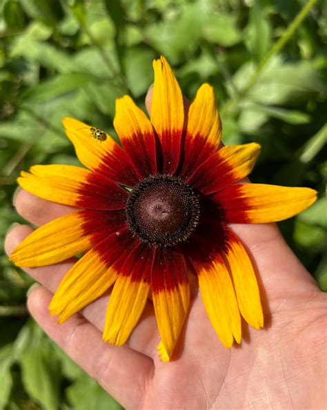 Bog Turtle Creek Farm | Kenhorst PA