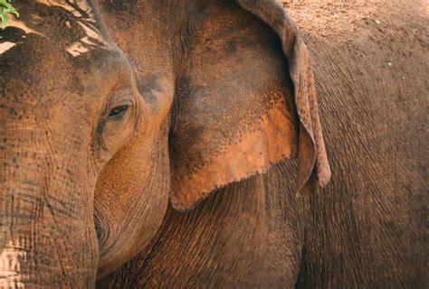 Unveiling the Secrets of Elephant Behavior: A Comprehensive Guide - Hunter Games Magazine