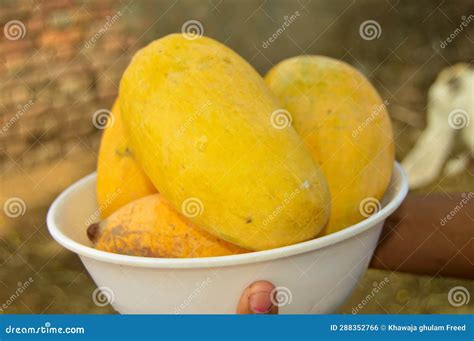 Man Holding Mangoes . Closeup of Yellow Mango S. Full Basket of Ripen ...