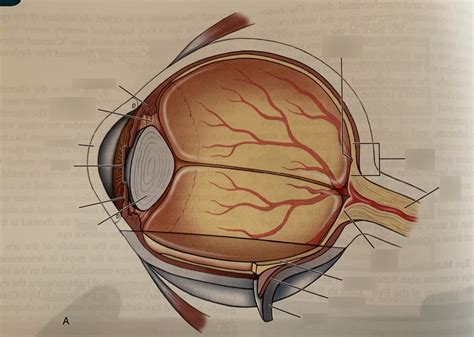 structure   eyeball diagram quizlet