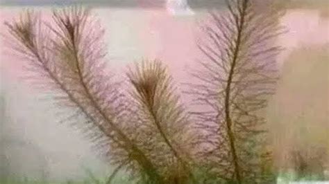 phim dit nhauphim sex hiep damphim dit nhau toet lon youtube
