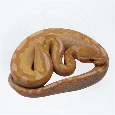 bamboo ultramel het pied ball python  modern reptile shop