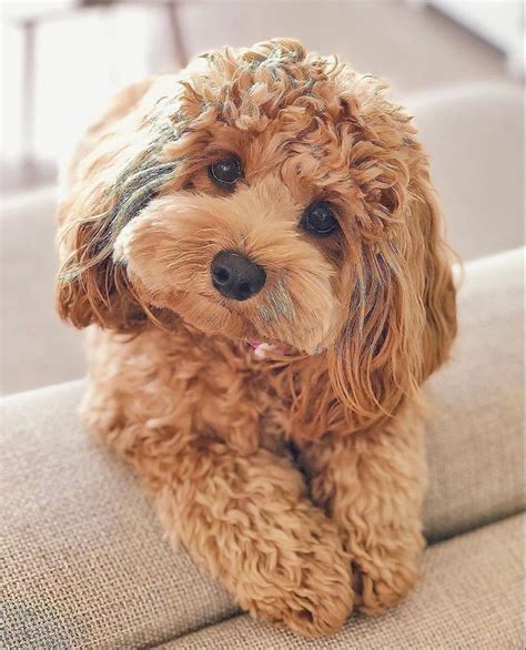 Cavapoo hair inspiration | Puppy grooming, Cute little puppies, Dog ...