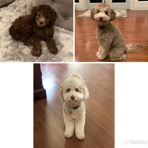 Cavapoo Breeders Ontario : r/CavaPoo