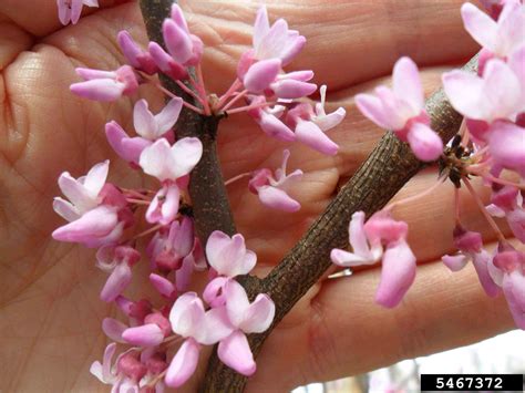 Arkansas Tree Database - Redbud, Eastern Redbud