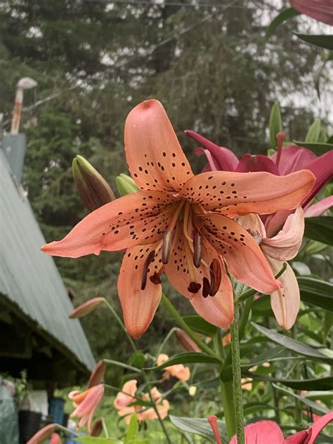 Pink Tiger Asiatic Lily | Grasscity Forums - The #1 Marijuana Community