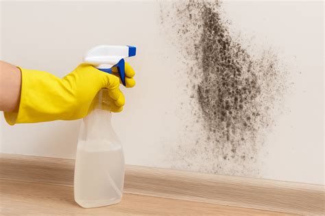 Como Acabar Com O Mofo Nas Paredes - Saiba como evitar mofo na parede usando solução de apenas 3 ingredientes