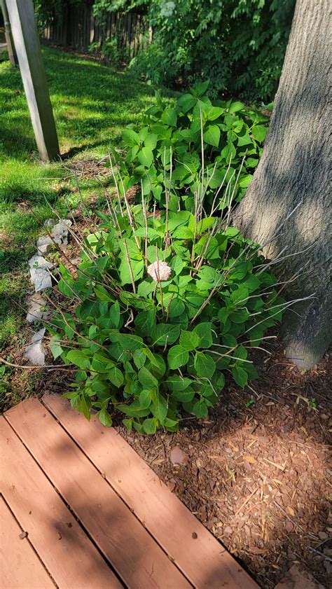 Why Aren't My Endless Summer Hydrangeas Blooming Anymore? : r/gardening