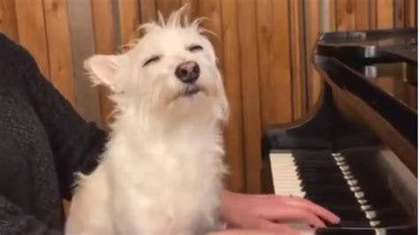 'Music Is A Universal Language’: Video Of Dog Calmly Listening To Piano ...