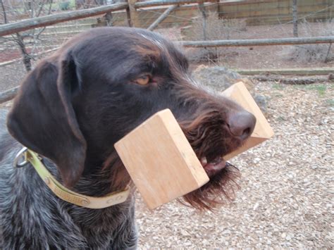 Alternatives to force breaking your bird dog to retrieve