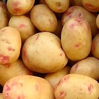 Продовольственный картофель сорта Пикассо РС-1 — купить у ООО ...