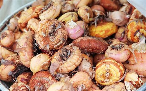 Гладиолусы - посадка и уход в открытом грунте