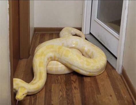 giant ball python burmese python   acts   ball python