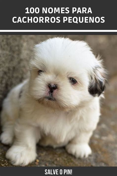 Nome De Cachorrinho Pequenininho - 100 nomes para cachorros pequenos | Cachorro, Nome para cachorro ...