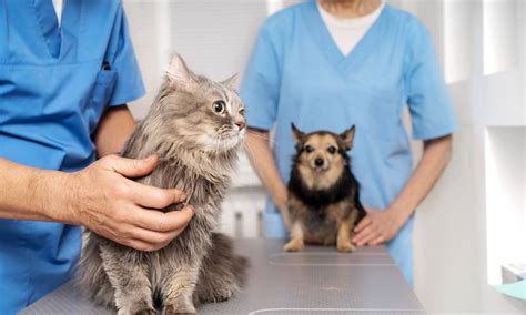 vets  expensive moneysense