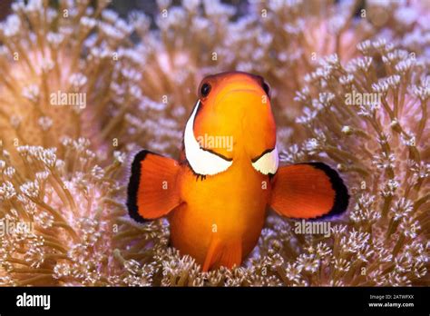 Clownfish (Amphiprion sp) in anemone home, Philippines Stock Photo - Alamy