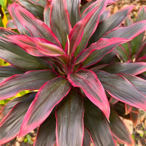 Red Hawaiian Compacta Cordyline Ti Plant Seeds - NEW FOR 2024 - Etsy